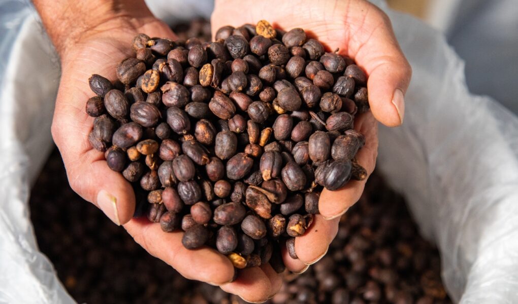 Kawy Speciality – ziarna najwyższej jakości