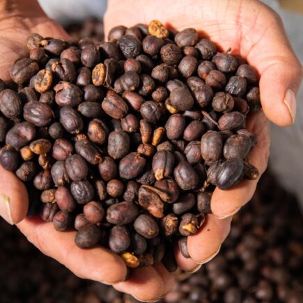 Kawy Speciality – ziarna najwyższej jakości