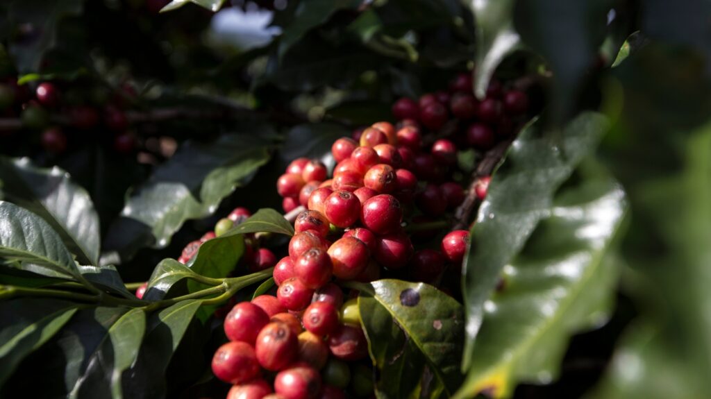 Owoce kawowca