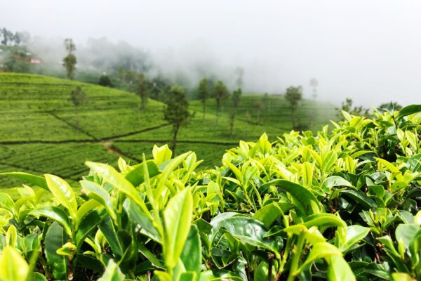 Zielona herbata – właściwości. Jak działa                 i kto może ją pić?