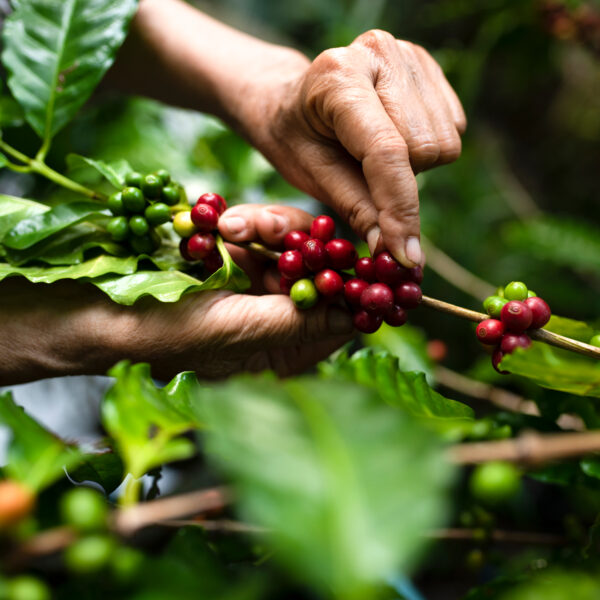 Zbiór kawy na plantacji
