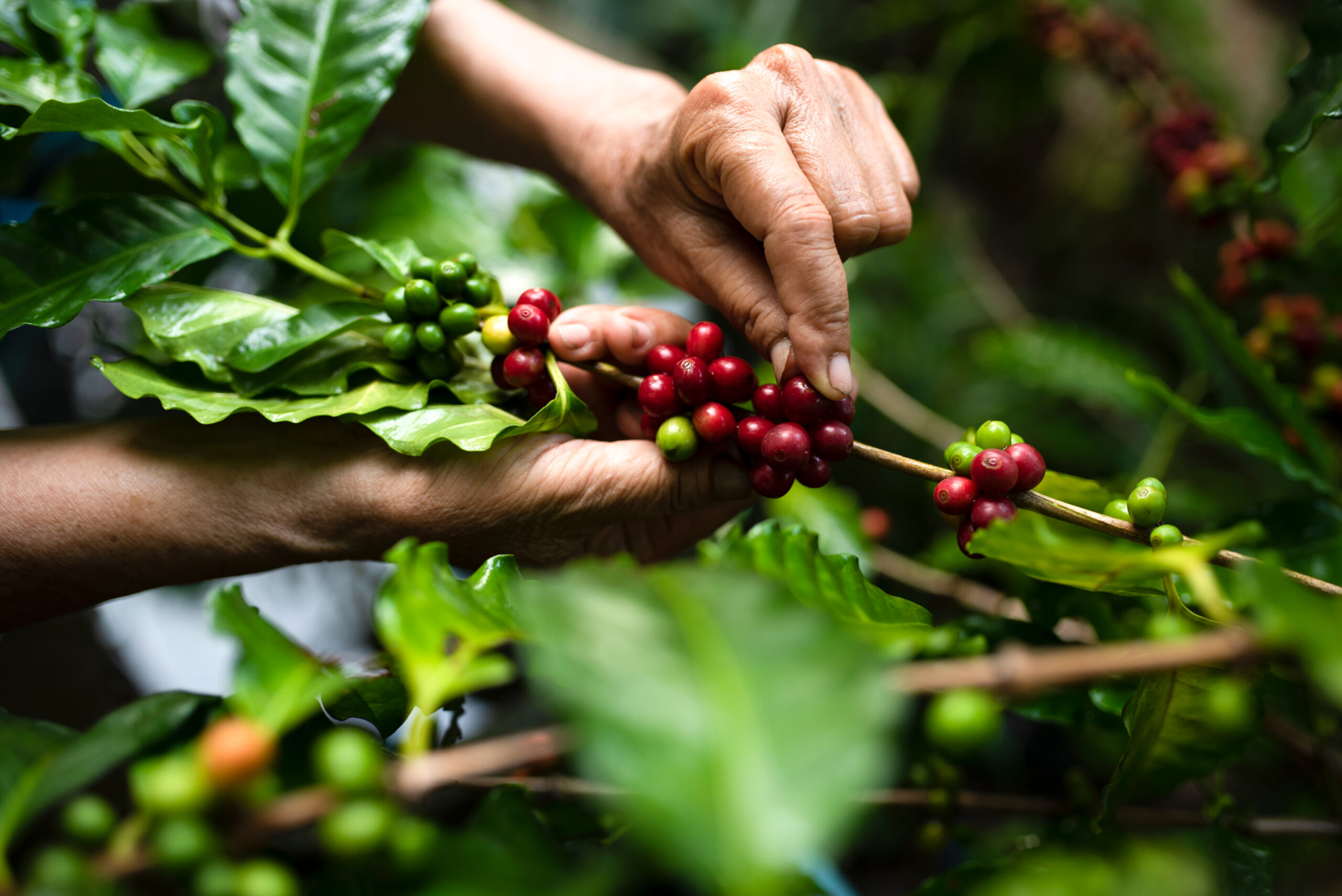 Zbiór kawy na plantacji
