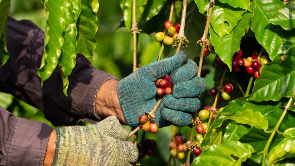 owoce kawowca zbierane na plantacji kawy